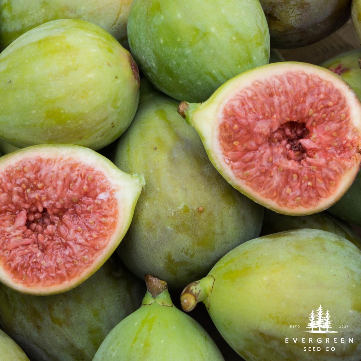 Fig Tree Seeds (Ficus carica)