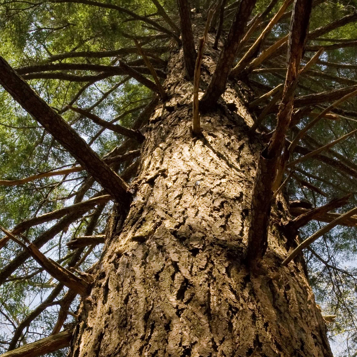 Eastern Hemlock Tree Seeds-(Tsuga canadensis)