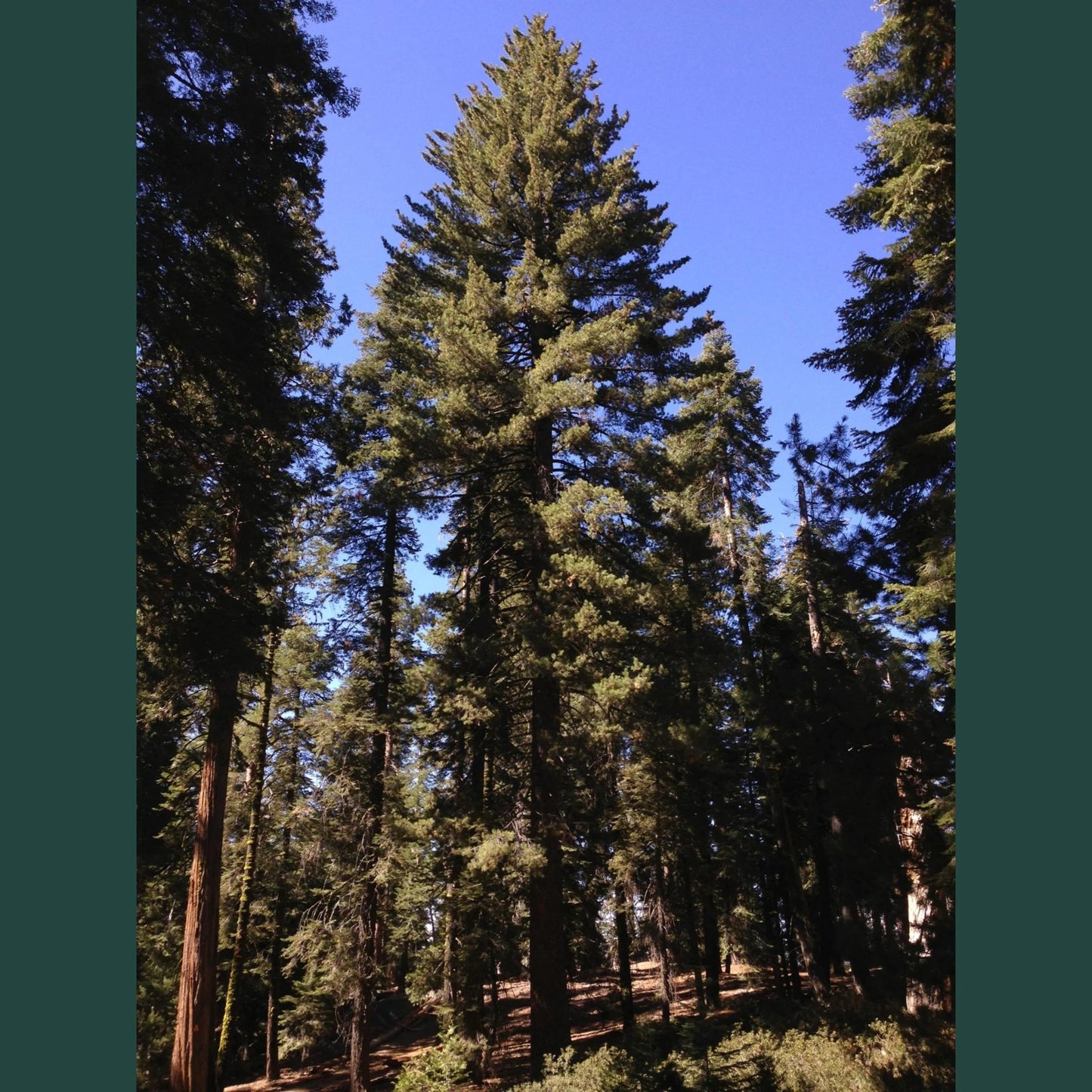 Tall Sugar pine trees under a clear blue sky