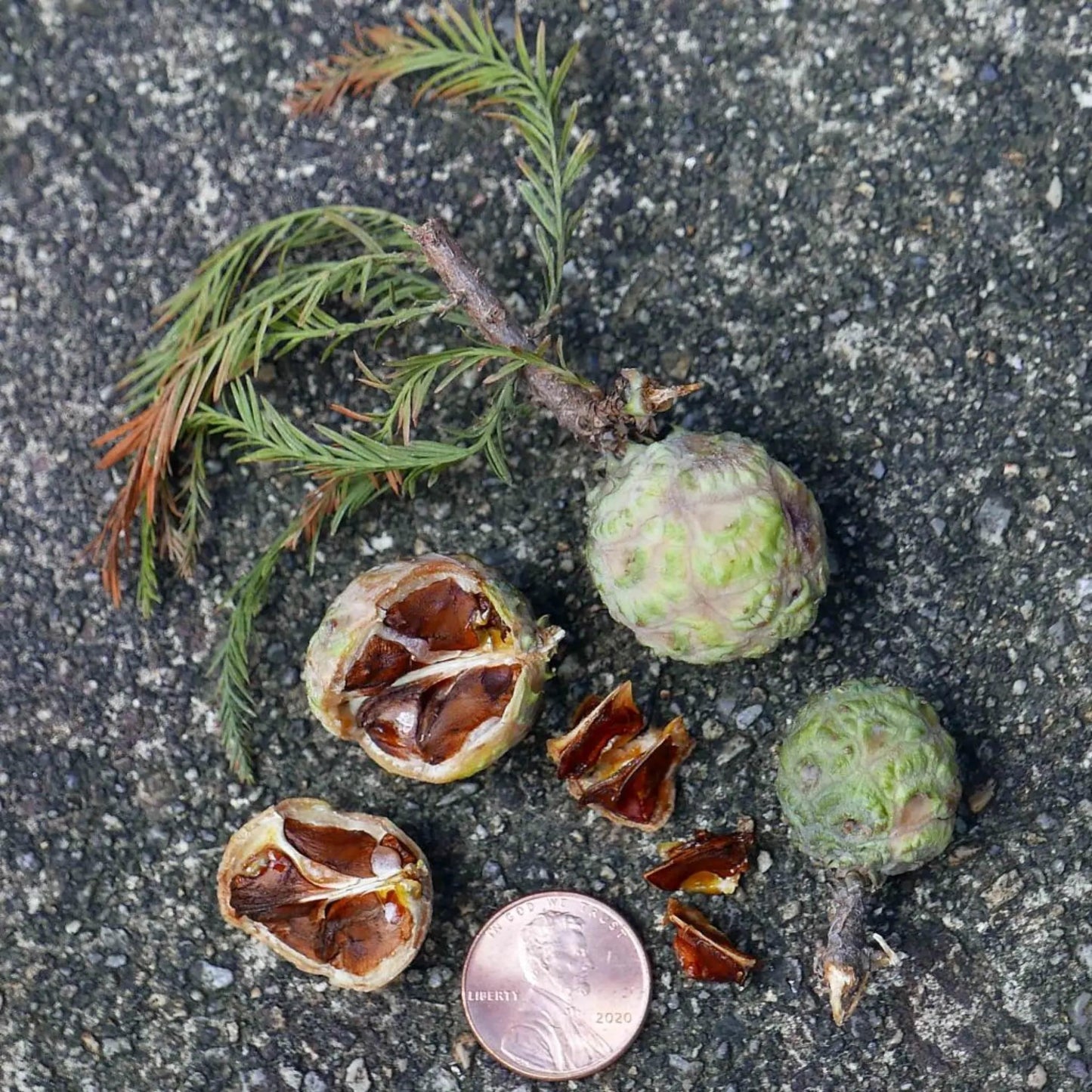 Bald Cypress Tree Seeds -(Taxodium distichum)