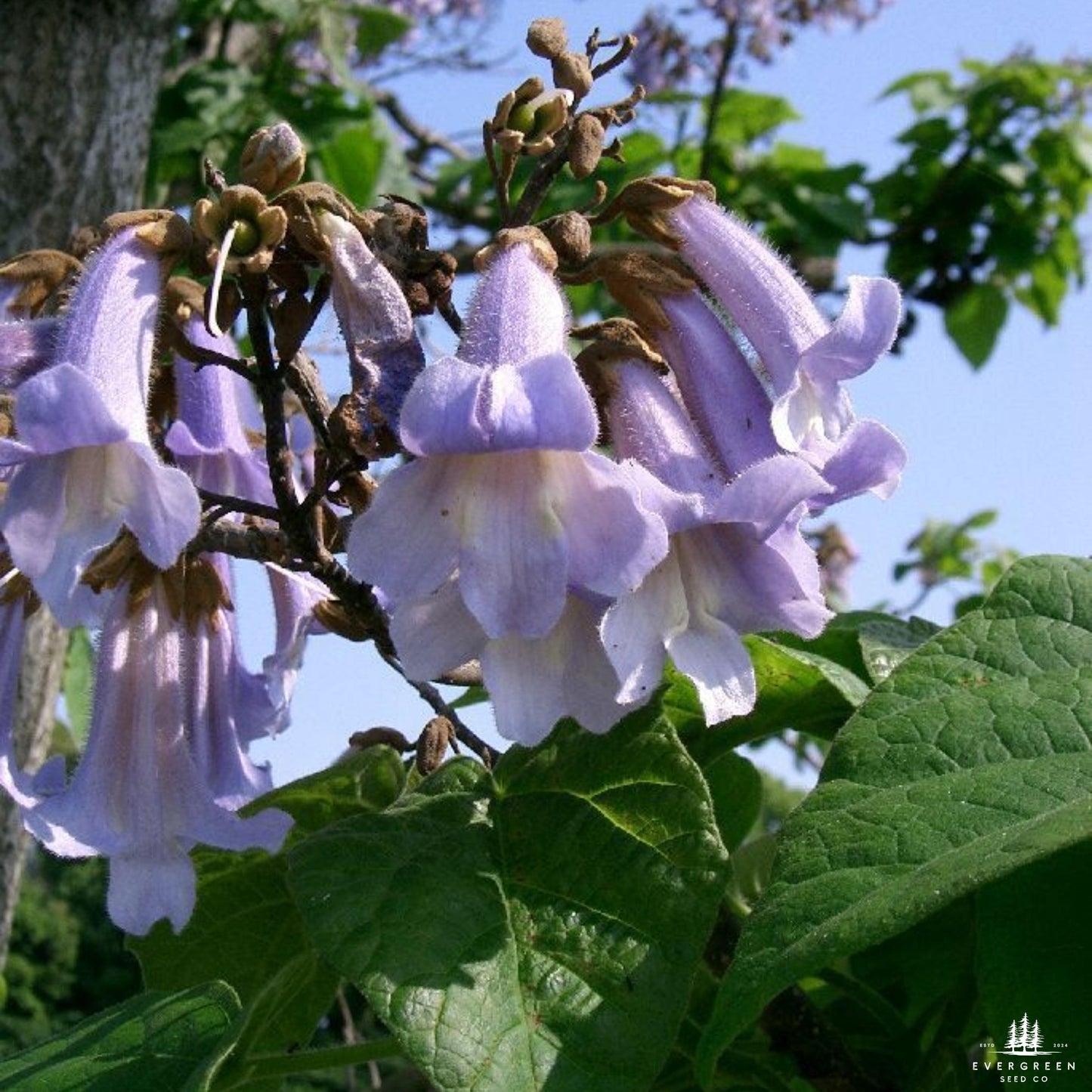 Empress Tree Seeds (Paulownia elongata)