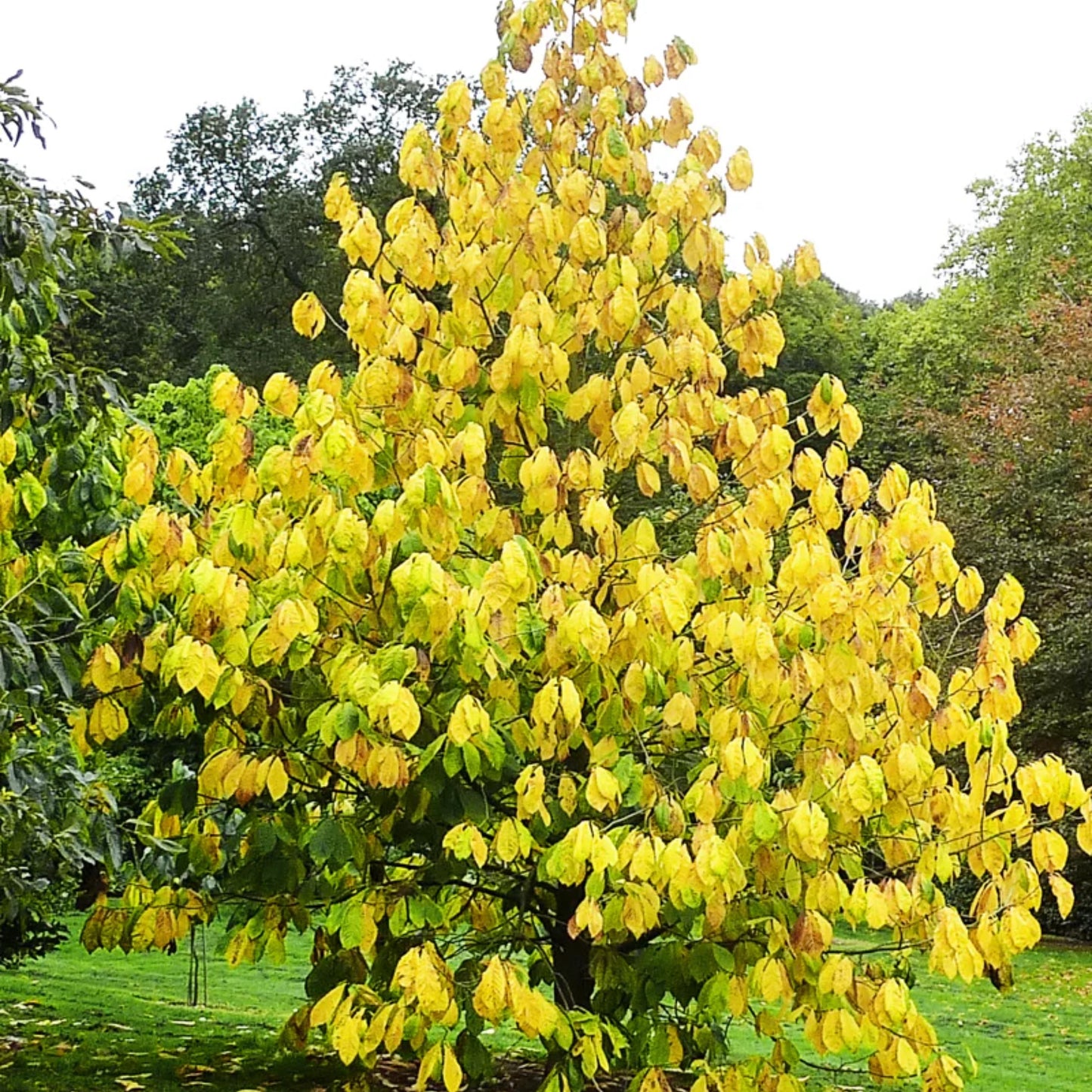 Paw Paw Tree Seeds-(Asimina triloba)