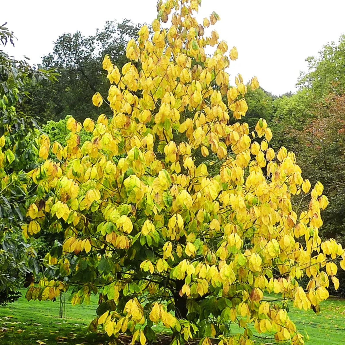 Paw Paw Tree with yellow leaves in a forest setting