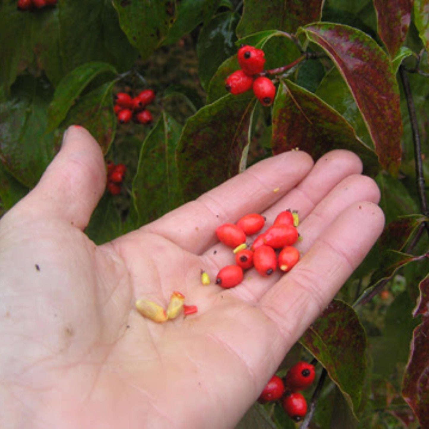 White Flowering Dogwood Tree Seeds (Cornus florida)