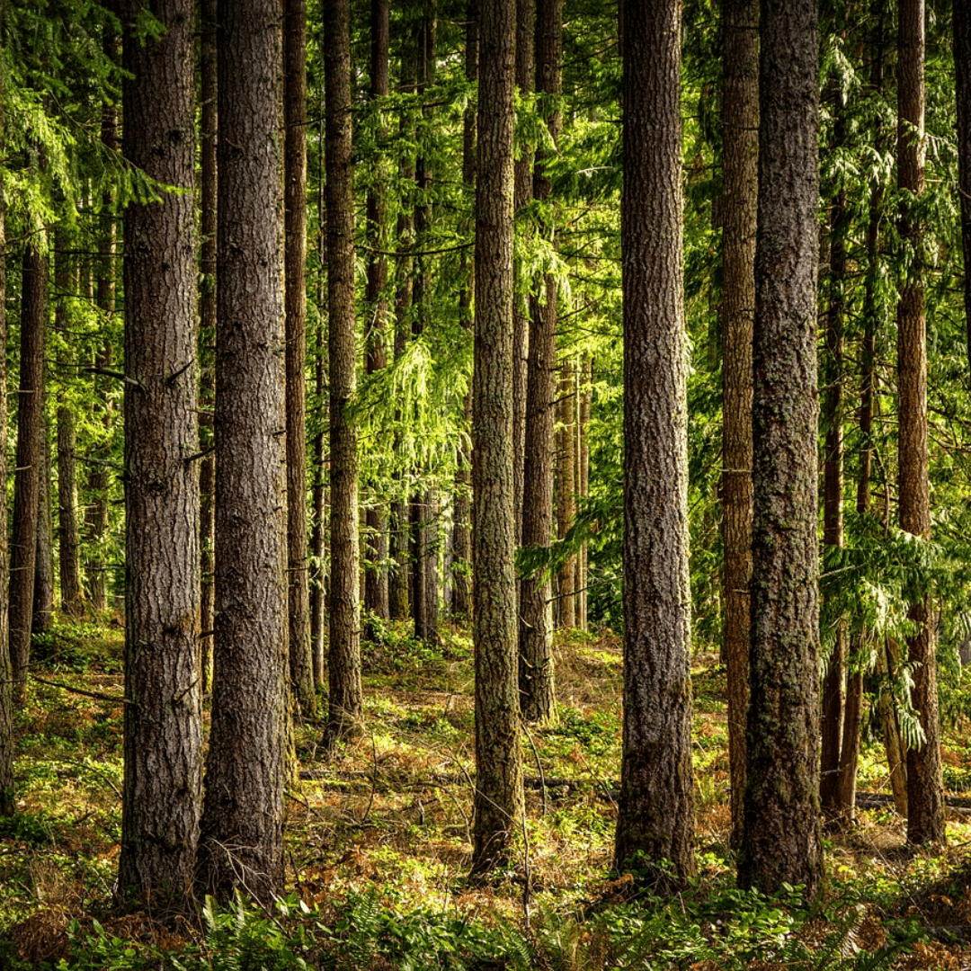 Eastern Hemlock Tree Seeds | (Tsuga canadensis)