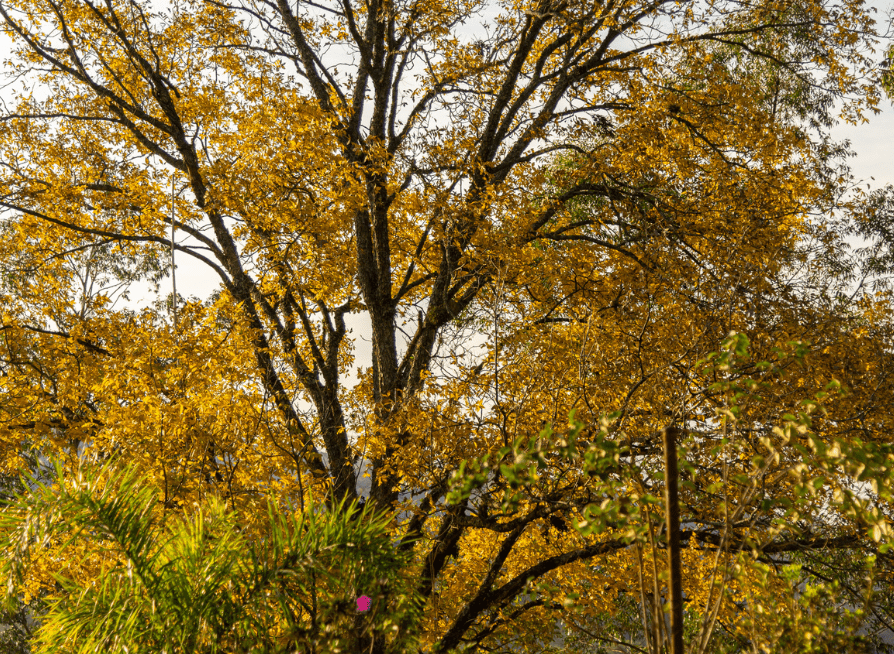 Mature Hican tree displaying golden autumn foliage