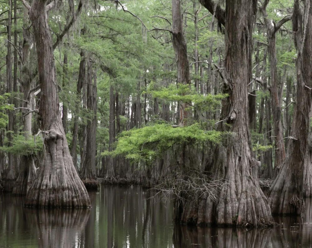 Bald Cypress Tree Seeds -(Taxodium distichum)