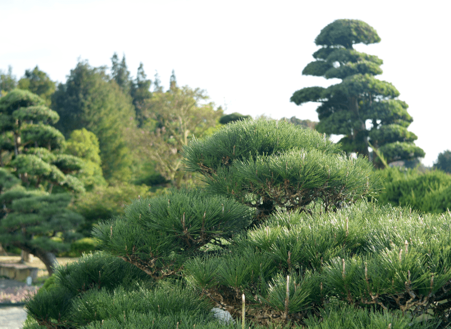 Japanese Red Pine trees growing along a hillside