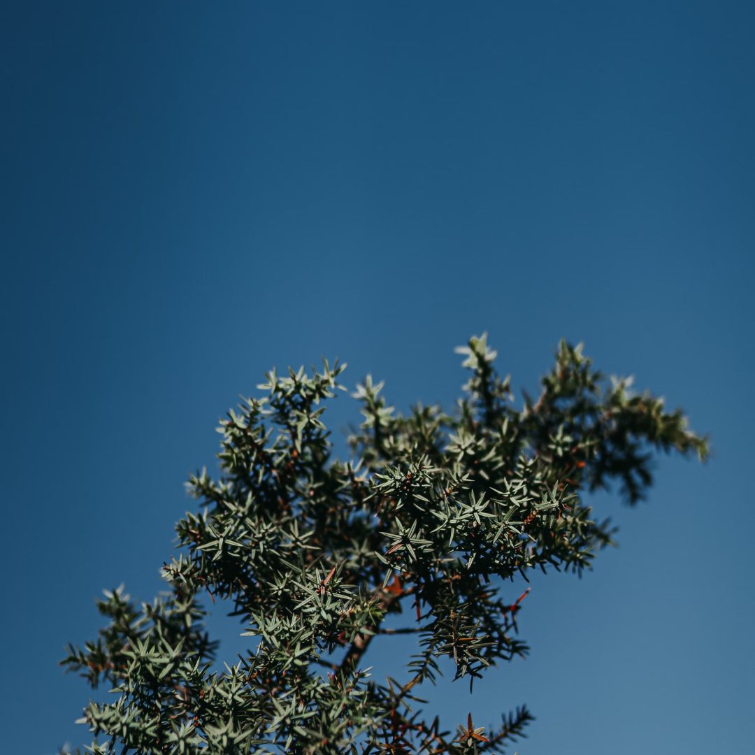 Oneseed Juniper Tree Seeds-(Juniperus monosperma)