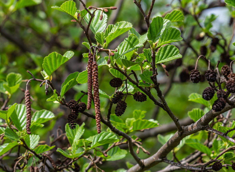 Dense Red Alder foliage with small woody cones
