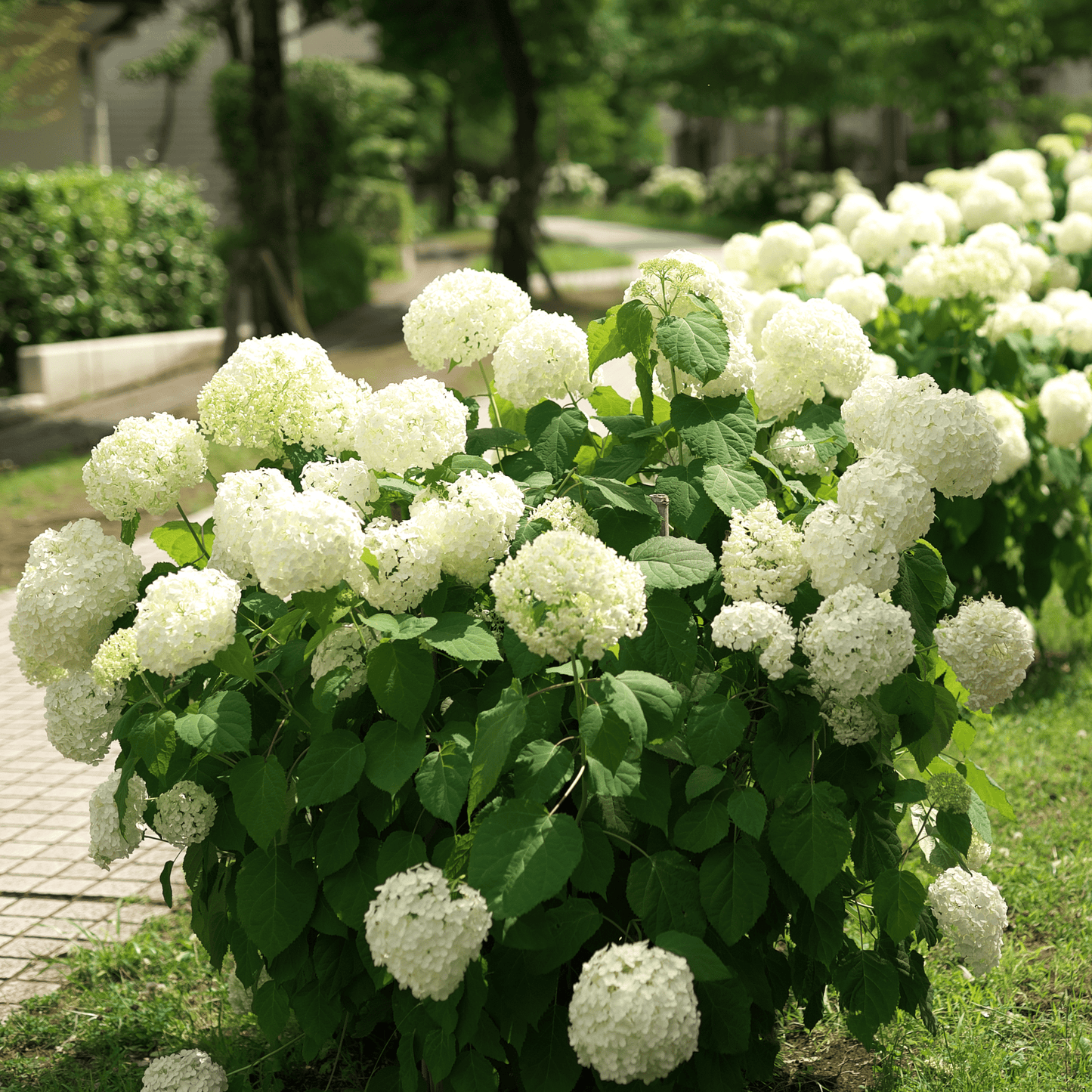 Smooth Hydrangea Tree Seeds | Wild Hydrangea | (Hydrangea arborescens)