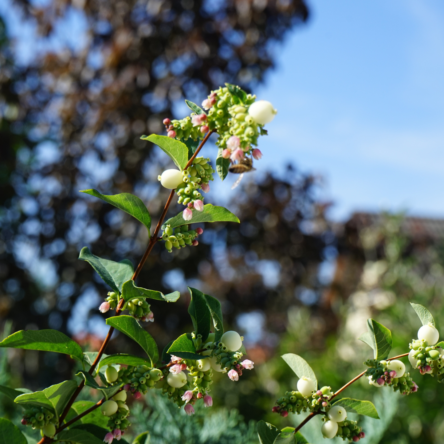 Western Snowberry Tree Seeds | (Symphoricarpos occidentalis)