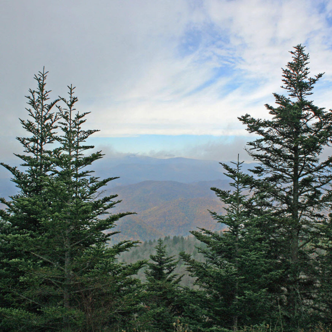 Fraser Fir stand on a misty Appalachian ridge