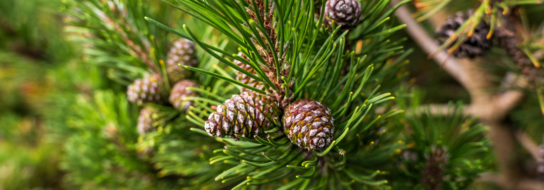 How to Grow Afghan Pine Trees from Seed (Germination Guide)