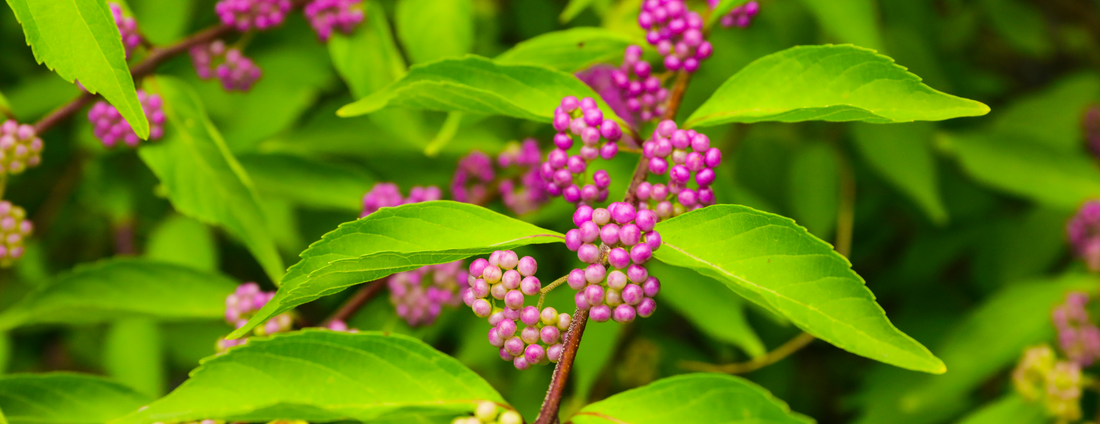 How to Grow American Beautyberry from Seed (Germination Guide)