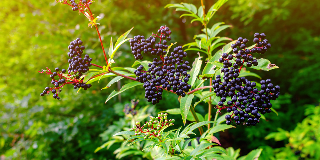 How to Grow American Black Elderberry from Seed (Germination Guide)