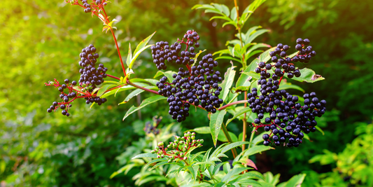 How to Grow American Black Elderberry from Seed (Germination Guide)