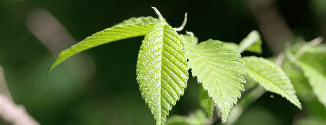 How to Grow American Elm ‘Princeton’ Trees from Seed (Germination Guide)