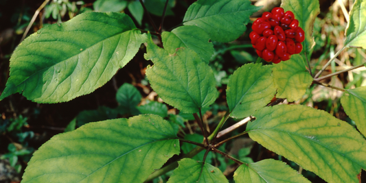 How to Grow American Ginseng from Seed (Germination Guide)