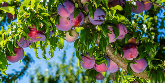 How to Grow American Plum Trees from Seed (Germination Guide)