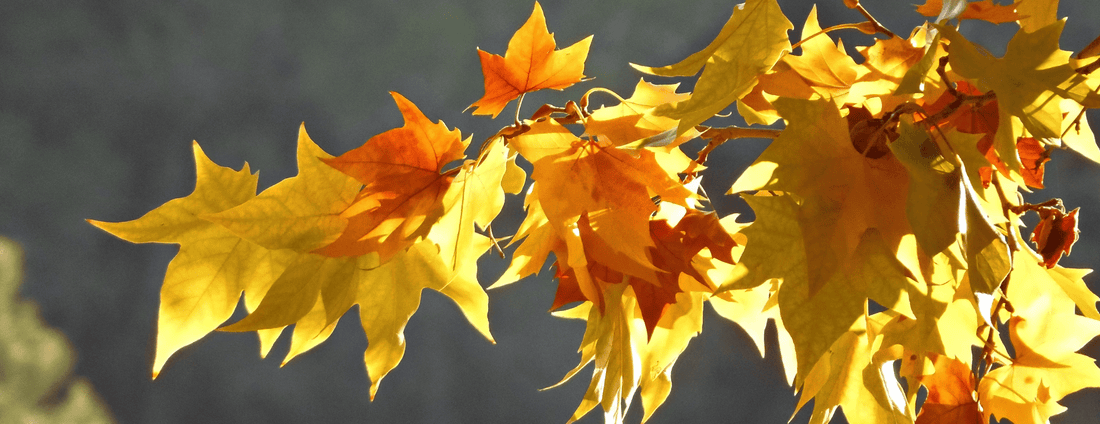 How to Grow American Sycamore Trees from Seed (Germination Guide)