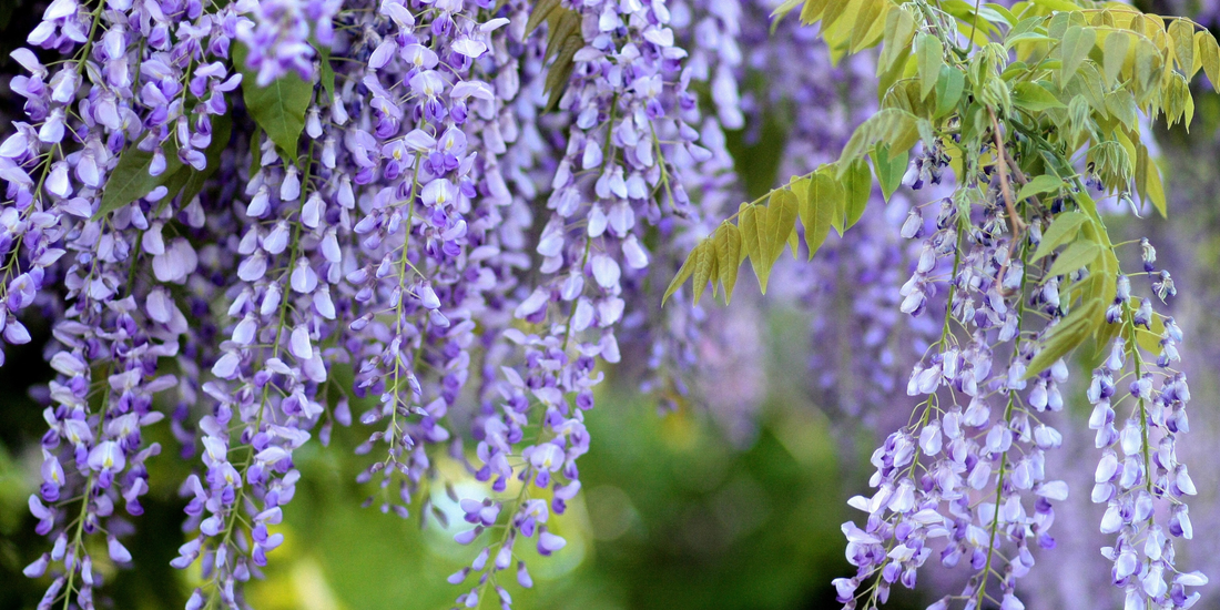 How to Grow American Wisteria from Seed (Germination Guide)