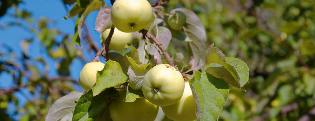 How to Grow Antonovka Apple Trees from Seed (Germination Guide)