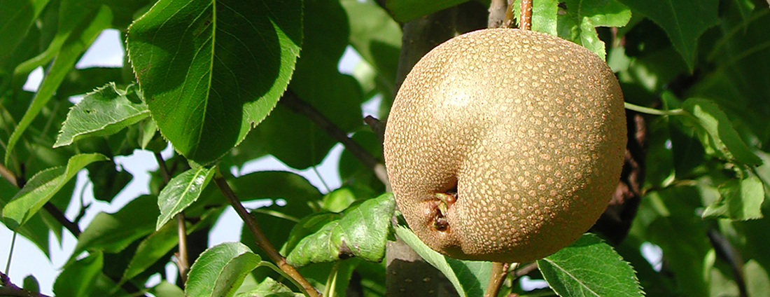 How to Grow Asian Pear Trees from Seed (Germination Guide)