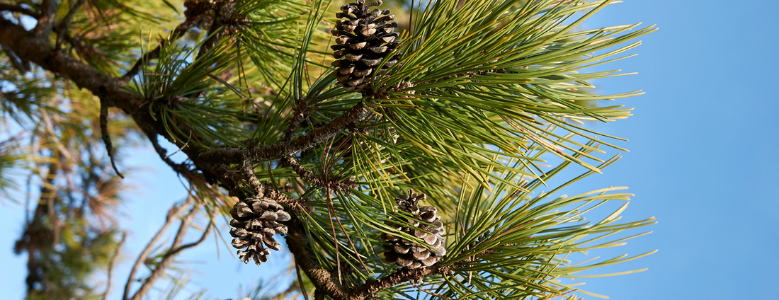 How to Grow Austrian Pine Trees from Seed (Germination Guide)