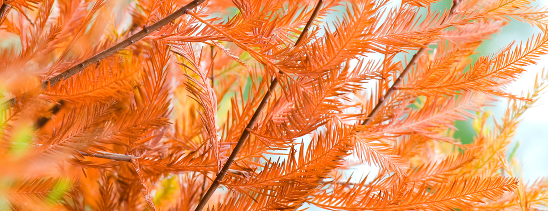 How to Grow Bald Cypress Trees from Seed (Germination Guide)
