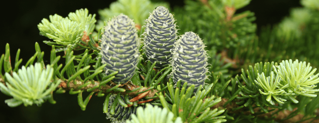How to Grow Balsam Fir Trees from Seed (Germination Guide)