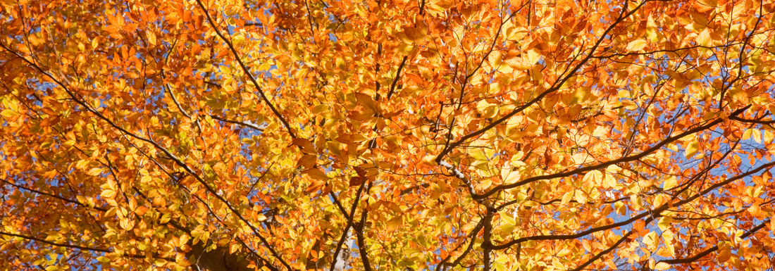 How to Grow American Beech Trees from Seed (Germination Guide)
