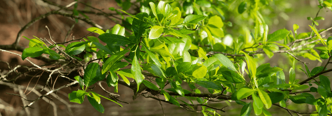 How to Grow Bee Tupelo Trees from Seed (Germination Guide)