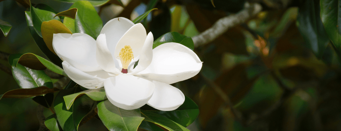 How to Grow Bigleaf Magnolia Trees from Seed (Germination Guide)