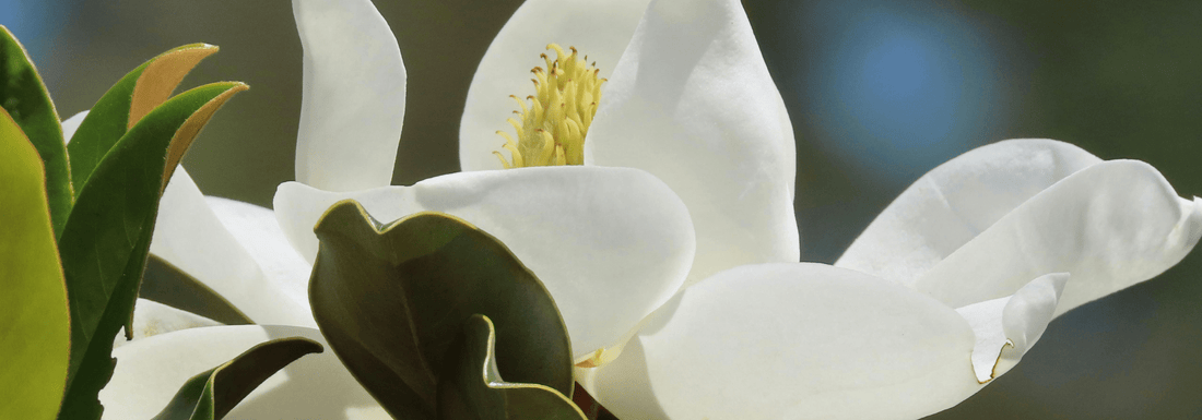 How to Grow Biond’s Magnolia from Seed (Germination Guide)