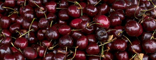How to Grow Black Cherry Trees from Seed (Germination Guide)