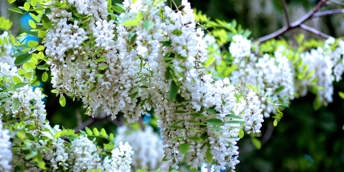 How to Grow Black Locust Trees from Seed (Germination Guide)