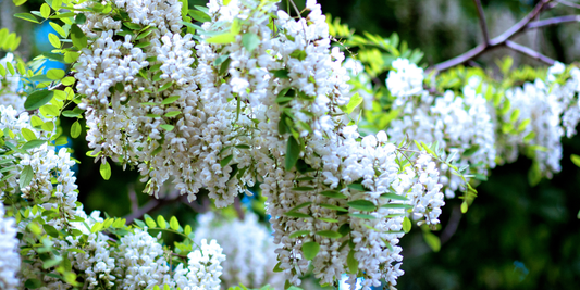 How to Grow Black Locust Trees from Seed (Germination Guide)
