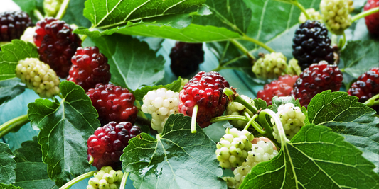 How to Grow Black Mulberry Trees from Seed (Germination Guide)