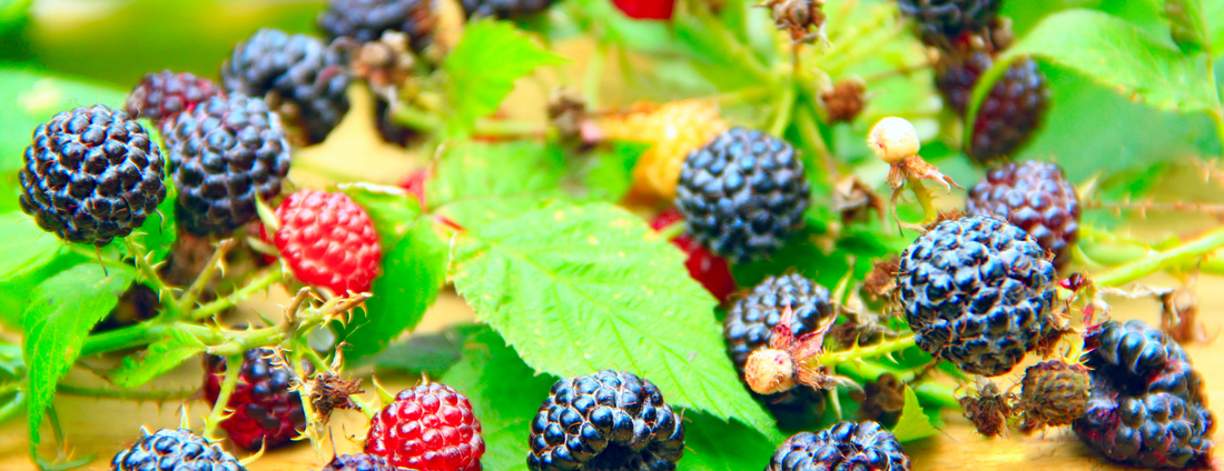 How to Grow Black Raspberry Plants from Seed (Germination Guide)