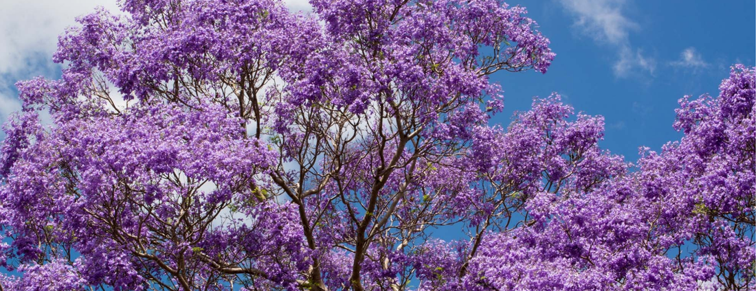 How to Grow Blue Jacaranda Trees from Seed (Germination Guide)