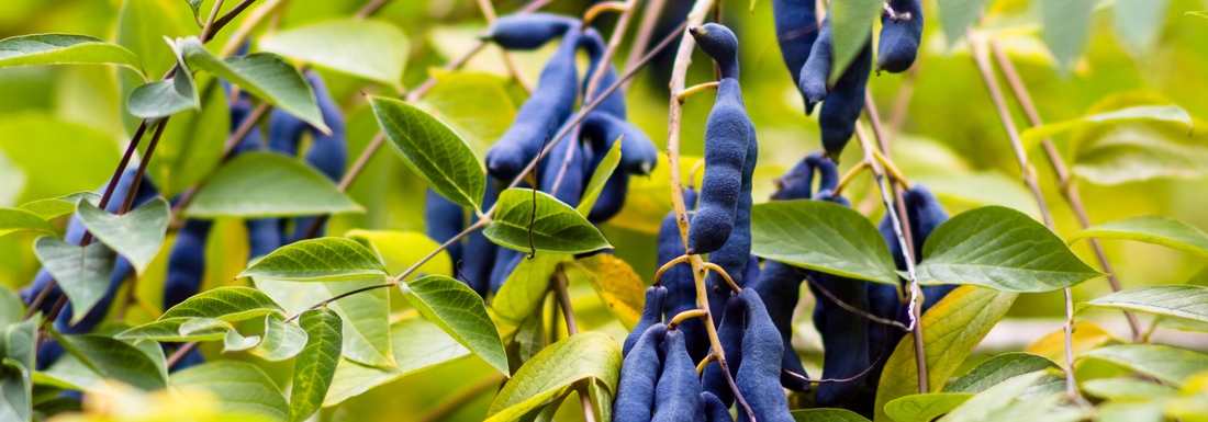How to Grow Blue Sausage Fruit from Seed (Germination Guide)