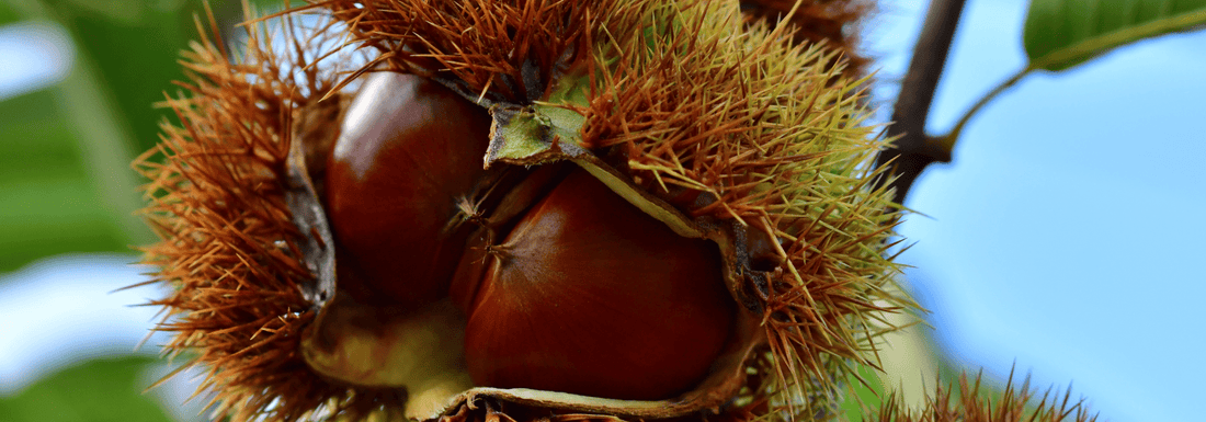 How to Grow Bouche de Bétizac Chestnut from Seed