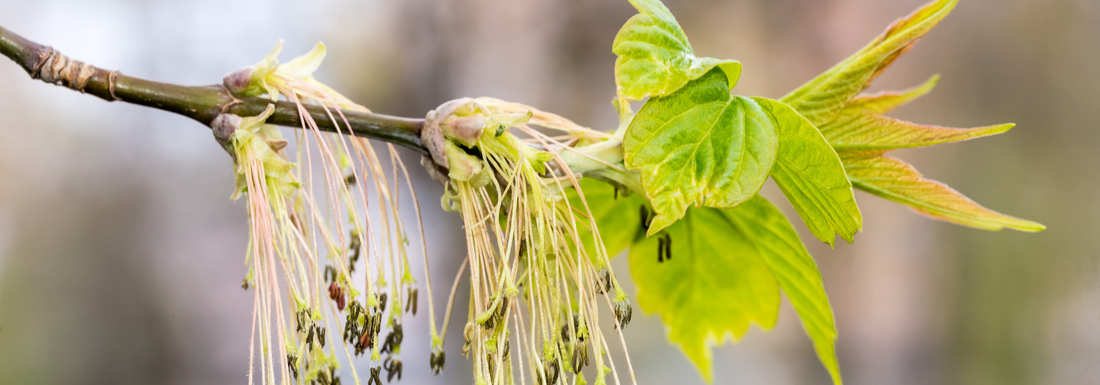 How to Grow Box Elder Trees from Seed (Germination Guide)