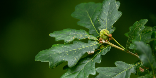 How to Grow Bur Oak Trees from Seed (Germination Guide)