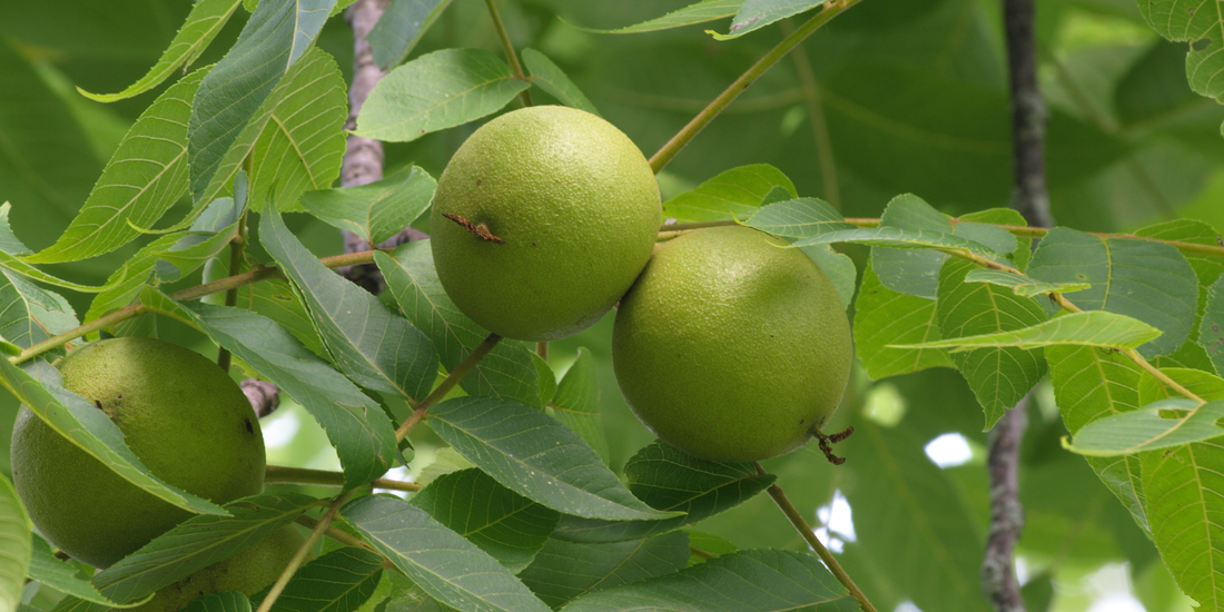 How to Grow Butternut Trees from Seed (Germination Guide)