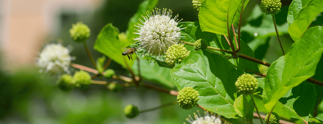 How to Grow Buttonbush from Seed (Germination Guide)