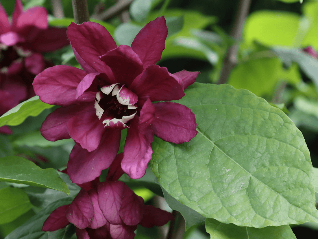 How to Grow Carolina Allspice from Seed (Germination Guide)