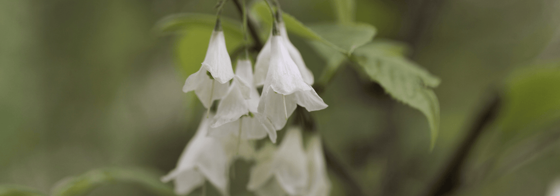 How to Grow Carolina Silverbell from Seed (Germination Guide)
