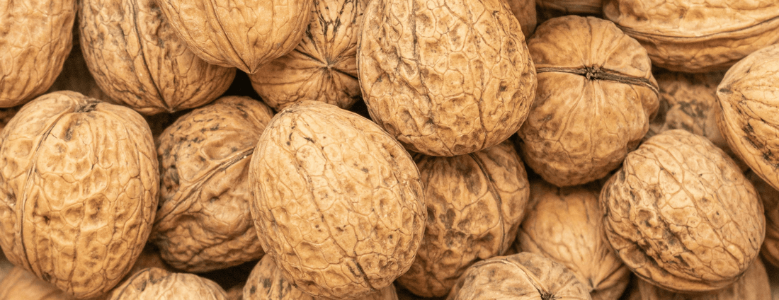 How to Grow Carpathian English Walnut Trees from Seed (Germination Guide)